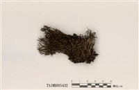 藏品(分枝石蕊)的圖片